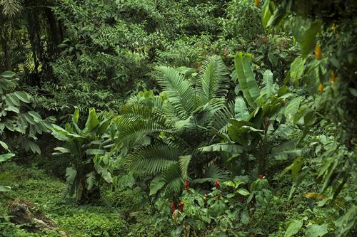 Увеличение углекислого газа в атмосфере положительно влияет на количество цветов в тропических лесах