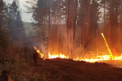 В Хабаровском крае за сутки потушили лесные пожары на площади свыше 100 га