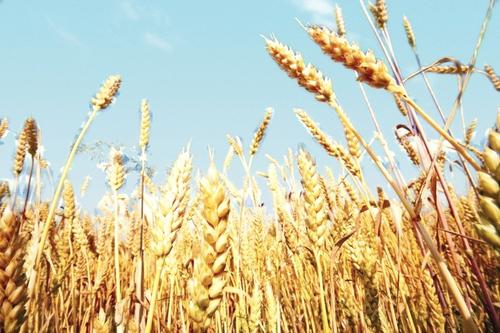 Эксперт Александр Никулин: «Страны-лидеры по производству пшеницы могут составить конкуренцию России по экспорту зерна»
