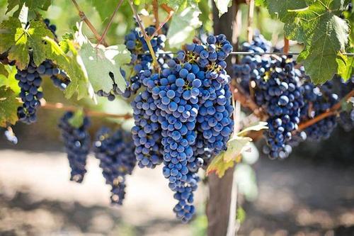 Роскачество: в ближайшее время полной остановки импорта вина из ЕС не ожидается