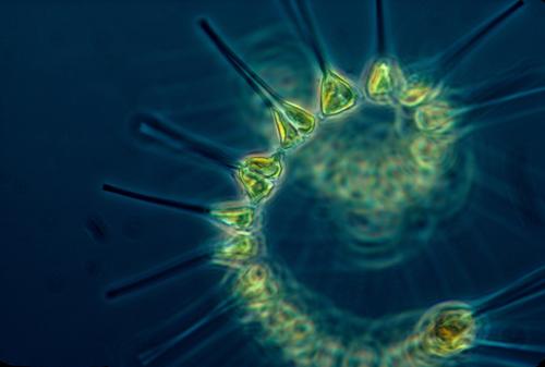 Вирусы уничтожают фитопланктон в океане, к чему это может привести?