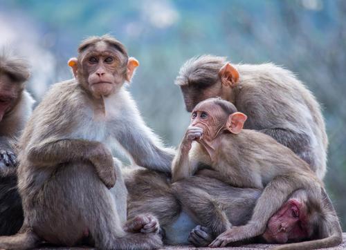 Американское правительство заказало 13 миллионов «вакцин» против оспы обезьян у баварских северных стран