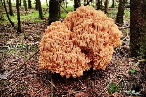 В Волоколамском лесу обнаружен гриб со вкусом мяса