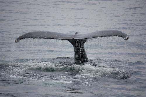 Североатлантические киты под угрозой исчезновения, их осталось менее 340 особей