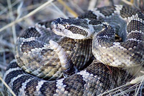 В Калифорнии на фоне все более высоких температур увеличивается число гремучих змей