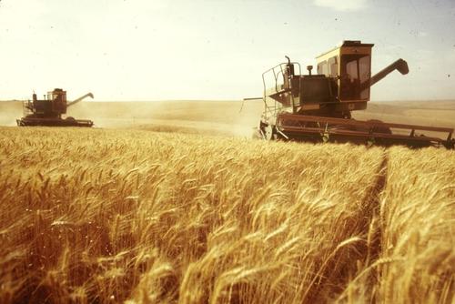 The Times: Россия побеждает в битве за контроль над пшеницей в мире