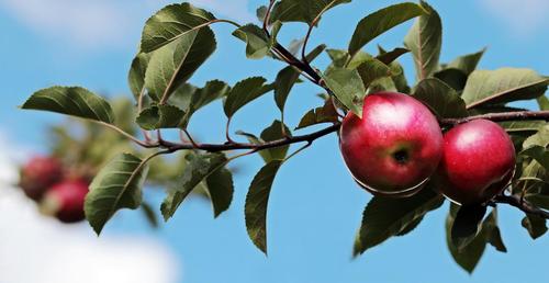 Диетолог Гинзбург рассказал о самом полезном летнем фрукте