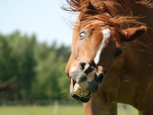Призовую лошадь купили за большие деньги для выведения потомства, а она оказалась конем