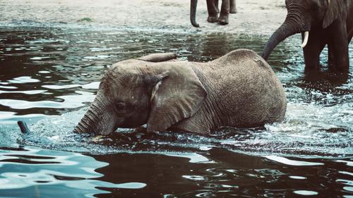 Некоторые слоны в Индии получают слишком много пластика в своем рационе