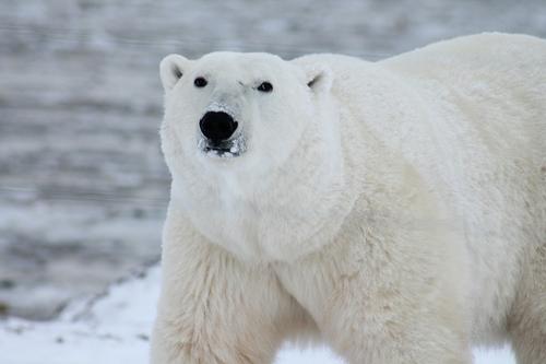 Американские белые медведи облюбовали российские берега, а морские хищники перемещаются из тропической зоны к Сахалину и Курилам