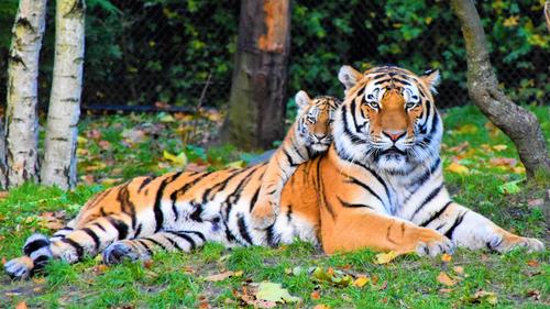 Челябинскую телебашню подсветят в поддержку амурских тигров