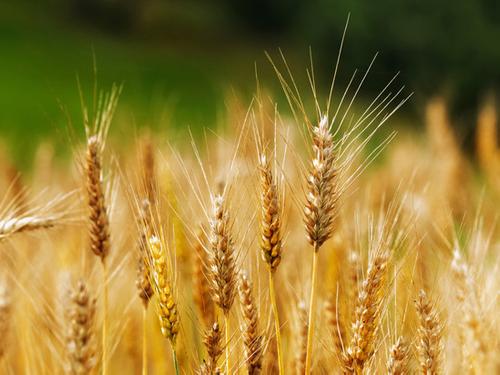 В США неурожай пшеницы