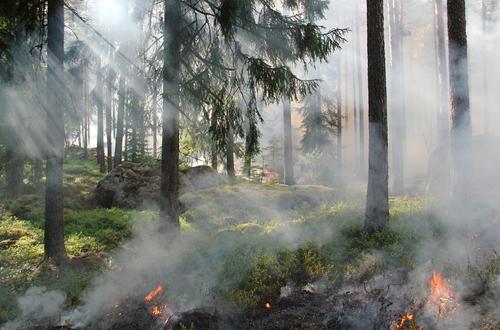 Рослесхоз объявил о пике лесных пожаров в России