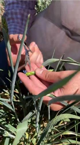 Ученые тестируют забытые сорта пшеницы со всего мира, чтобы найти те, которые имеют засухоустойчивые черты