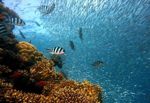 Фауна коралловых рифов восстанавливается лучше, если снизить шум от транспорта