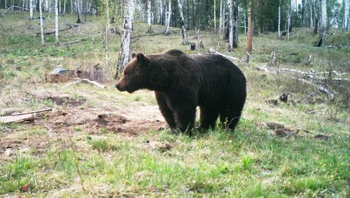 В Сибири медведи всё чаще выходят к людям