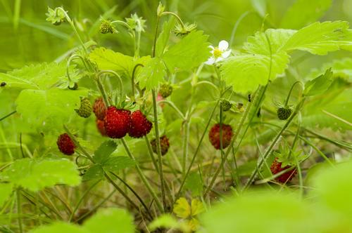 Диетолог Пристанский нашел идеальную сезонную ягоду для россиян