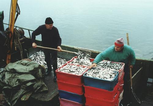 Великобритания разозлилась на Фареры за отказ от разрыва договора с Россией о рыбном промысле
