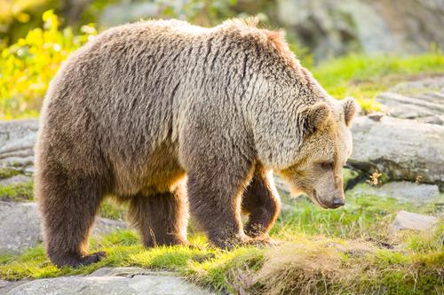 В Хабаровском крае медведи начали выходить к людям