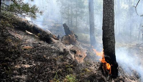 Семь лесных пожаров действуют на территории Хабаровского края