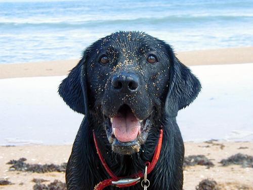 Петиция в парламент призывает разрешить купание собак на всех пляжах Мальты до 9 утра