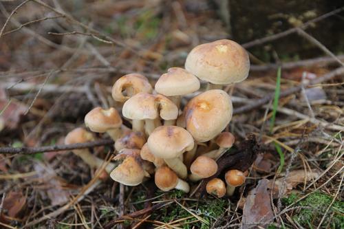 Эксперт Рыкалина рассказала, как можно вырастить грибы дома