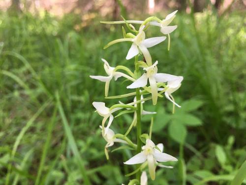 В национальном парке Челябинской	области распустились орхидеи