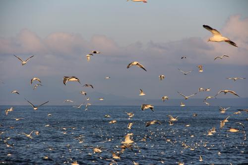 На Камчатке загрязнение воды на Халактырском пляже назвали сезонным фактором