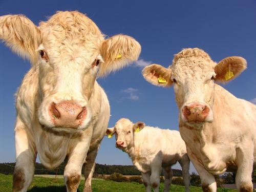 Микропластик обнаружен в мясе, молоке и крови сельскохозяйственных животных