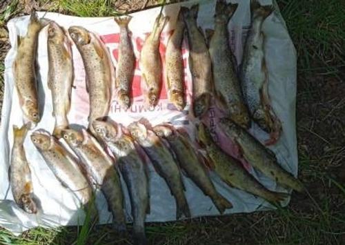 На «Таганае» браконьеры выловили 17 килограммов краснокнижной рыбы