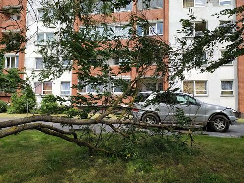 В парках Подмосковья убрали последствия урагана