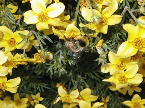 «Пчелы действительно очень умны»: тесты на IQ насекомых удивляют ученых