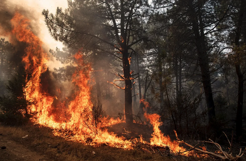 В Хабаровском крае загорелось свыше 280 тысяч гектаров леса