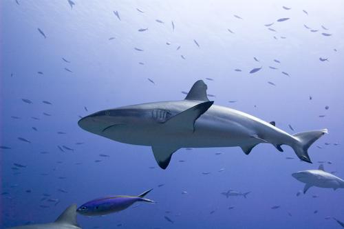 Две трети видов в мировой торговле акульими плавниками находятся под угрозой исчезновения