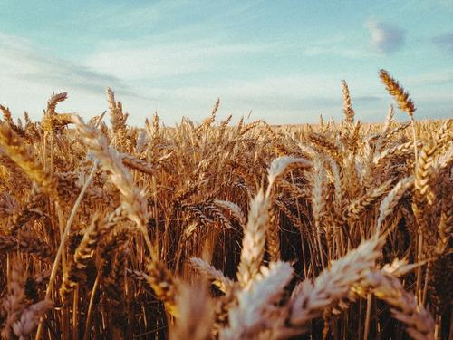 В Минсельхозе сообщили, что российские аграрии уже собрали 30 миллионов тонн зерна