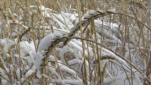 Зерно из-под снега чуть не погубило население Урала