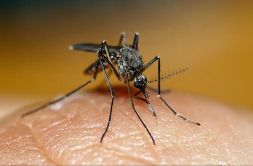 Что привлекает и отпугивает комаров