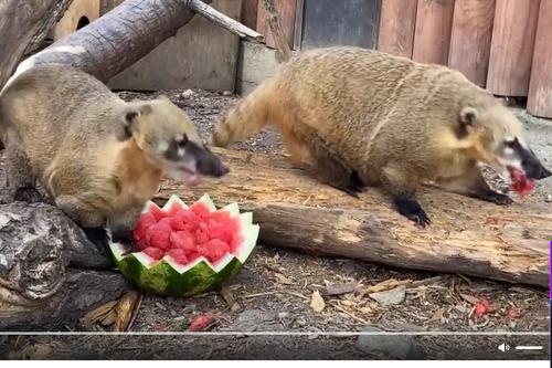 Звери в челябинском зоопарке отметили День арбуза