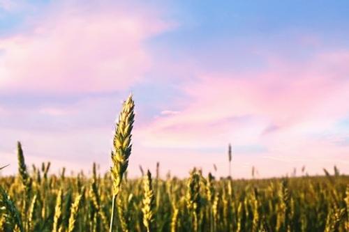 Директор центра аграрных исследований РАНХиГС Никулин: «Снижение урожая отразится на ценовой политике» 