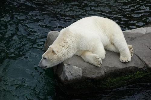 На Шпицбергене белый медведь напал в лагере на туристку из Франции