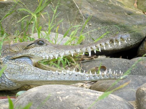 Более половины крокодилов в мире в настоящее время находятся под угрозой исчезновения