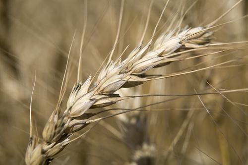 Минсельхоз РФ: Турция и Египет - одни из крупнейших покупателей российского зерна