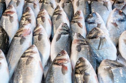 На севере Хабаровского края будут бесплатно раздавать лососей