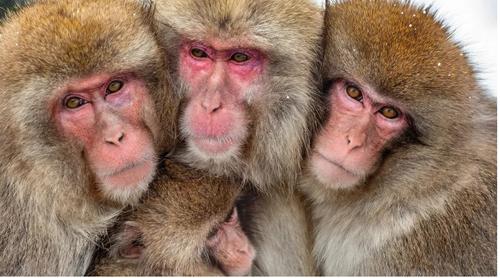 Преследующая людей обезьяна была выслежена и казнена командой японских охотников 