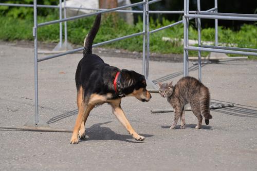 Ветеринарный врач Цыпленков: если протянуть руку к незнакомому животному, то оно может решить, что это акт агрессии и укусить вас