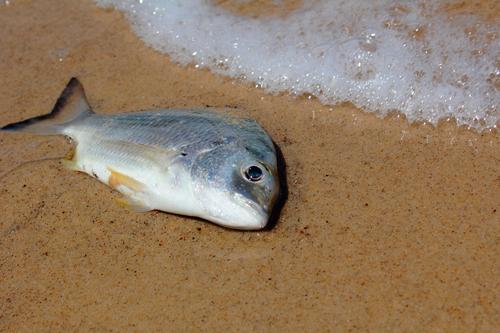 В гибели 15 тонн рыбы в алтайском озере обвинили бобров