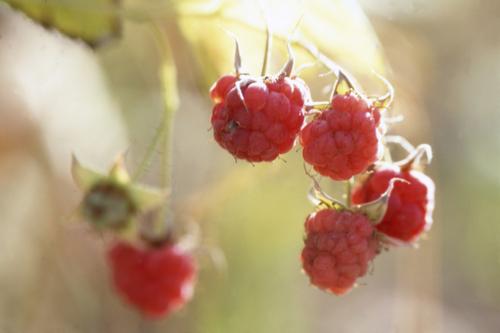 Интернет-магазин Wildberries сменил название сайта на «Ягодки» 