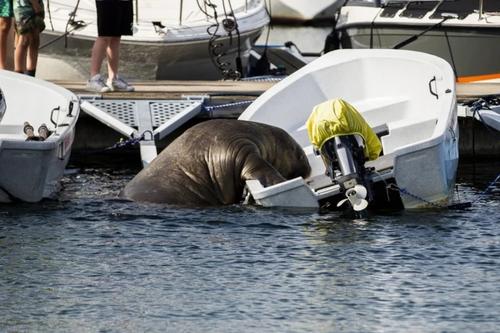 Норвежские власти усыпили моржиху Фрейю облюбовавшую побережье Осло-фьорда