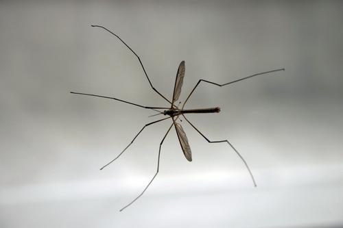 Ученые выяснили, как комары могут «вынюхивать» людей