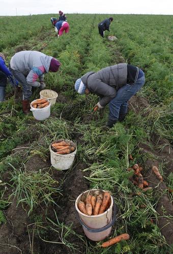 Создание сельхозкооперации на Кубани стало приоритетом в развитии агросектора